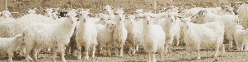 gentle herd���T�C�g